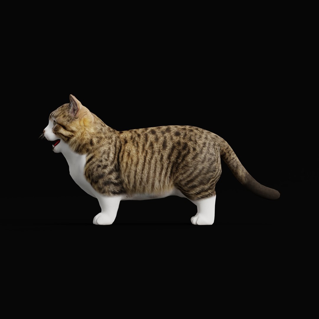 Munchkin Cat 3D model https://p.turbosquid.com/ts-thumb/CE/uUlFLJ/Qs/munchkin_cat_ao_0007/jpg/1791007846/1920x1080/fit_q87/ec7137d2a930034d6e8dc9099a8bad80960ed51b/munchkin_cat_ao_0007.jpg