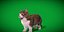 Munchkin Cat