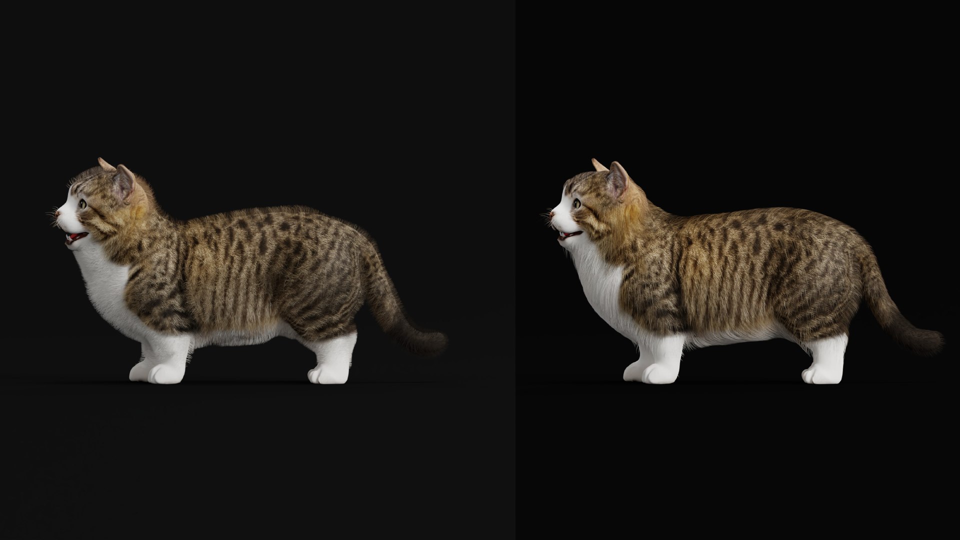 Munchkin Cat 3D model https://p.turbosquid.com/ts-thumb/CE/uUlFLJ/Se/dwarf_cat3/png/1791007862/1920x1080/fit_q87/f9597b1572cedfa20b8337e45aeb19396e7885fc/dwarf_cat3.jpg