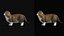 Munchkin Cat