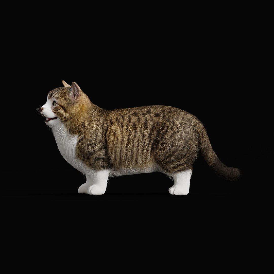 Munchkin Cat 3D model https://p.turbosquid.com/ts-thumb/CE/uUlFLJ/XM/munchkin_cat_ao_0011/jpg/1791007849/1920x1080/fit_q87/354197df9482488df714c18c0da30107f1e99d42/munchkin_cat_ao_0011.jpg