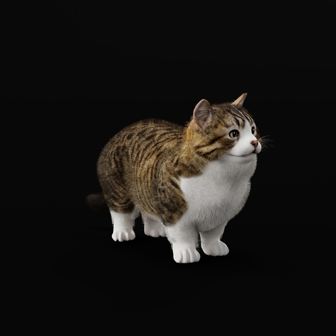 Munchkin Cat 3D model https://p.turbosquid.com/ts-thumb/CE/uUlFLJ/e9/munchkin_cat_ao_0009/jpg/1791007847/1920x1080/fit_q87/1a8d2efe777cd65acb0d665572b4a62094e93267/munchkin_cat_ao_0009.jpg