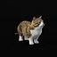 Munchkin Cat