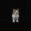 Munchkin Cat