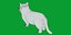 Munchkin Cat