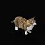 Munchkin Cat