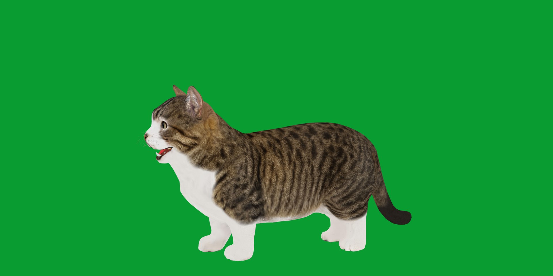 Munchkin Cat 3D model https://p.turbosquid.com/ts-thumb/CE/uUlFLJ/pz/munchkin7/png/1791007819/1920x1080/fit_q87/adb6d149afcc8bd213535d4ba00d62b255c0cb82/munchkin7.jpg