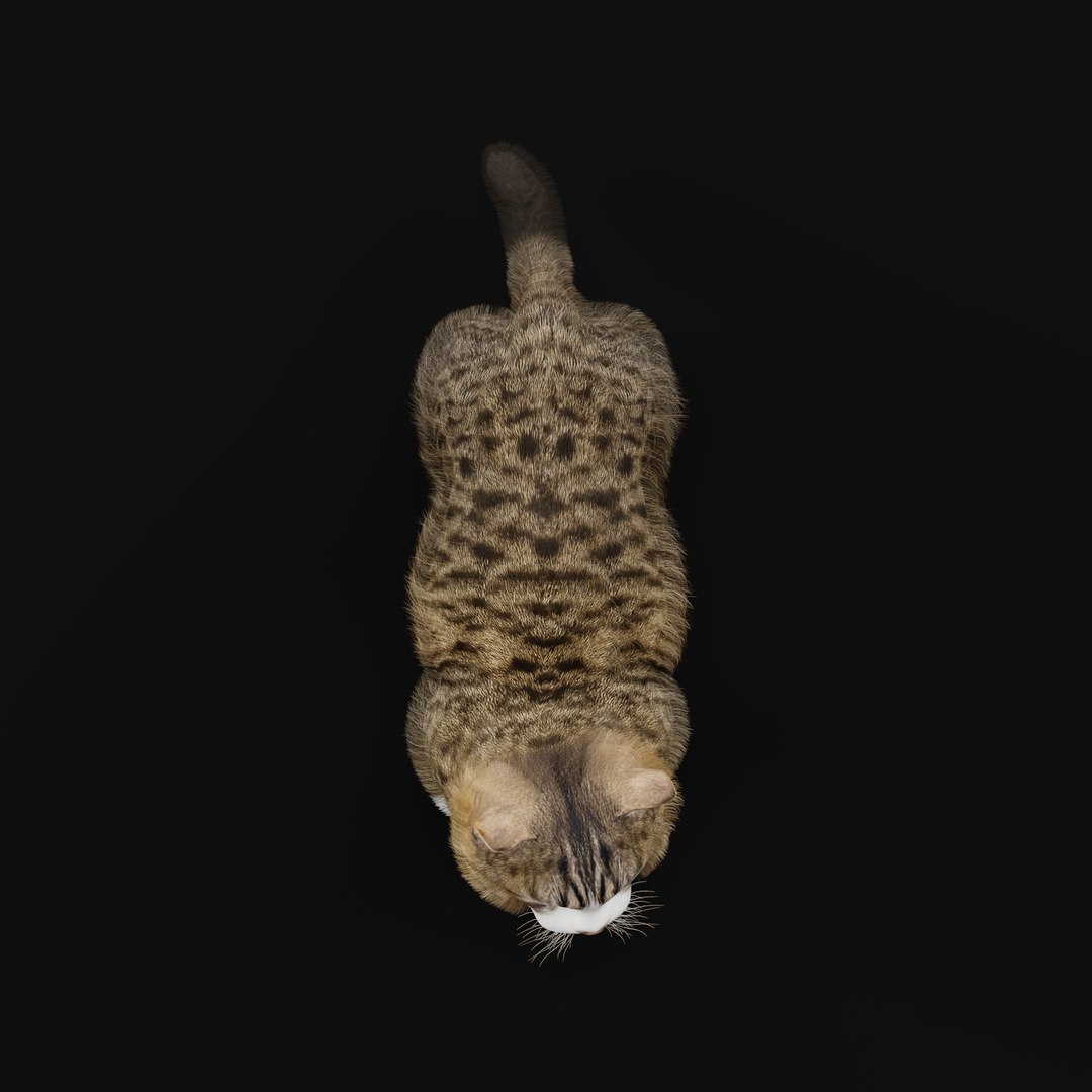 Munchkin Cat 3D model https://p.turbosquid.com/ts-thumb/CE/uUlFLJ/q4/munchkincatao_0003/jpg/1791007855/1920x1080/fit_q87/a11c5ee904e7449ce248537f3e86aca5be30e2f5/munchkincatao_0003.jpg