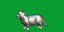 Munchkin Cat