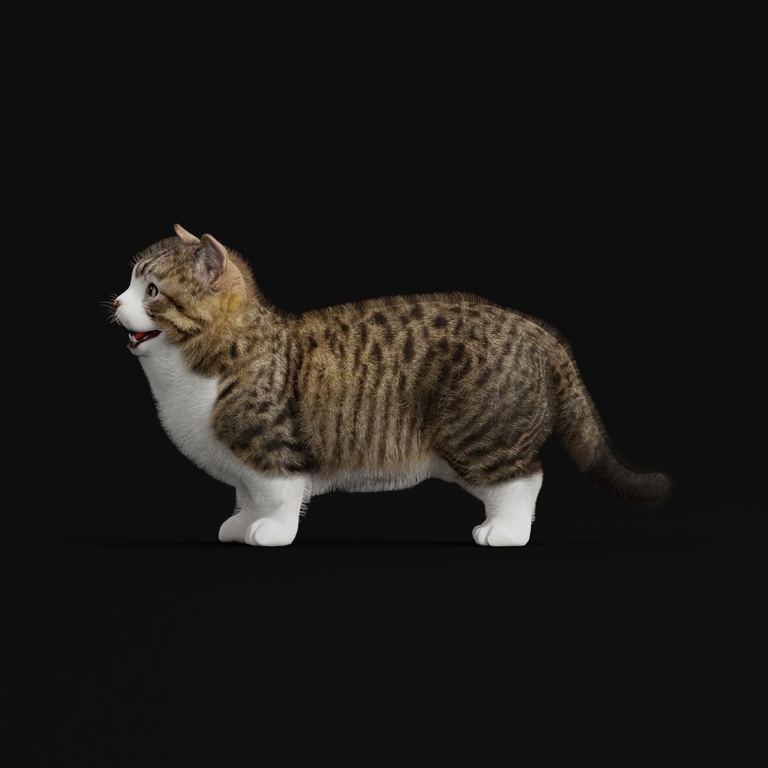 Munchkin Cat 3D model https://p.turbosquid.com/ts-thumb/CE/uUlFLJ/qz/munchkincatao_0002/jpg/1791007855/1920x1080/fit_q87/1a48c276554d504c6862e189721d5df6c9a4cf47/munchkincatao_0002.jpg