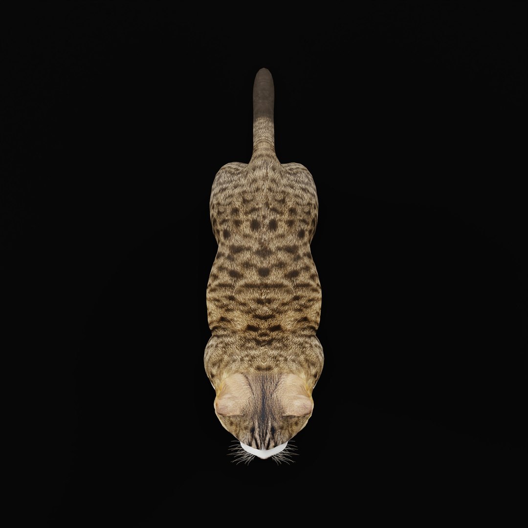 Munchkin Cat 3D model https://p.turbosquid.com/ts-thumb/CE/uUlFLJ/rN/munchkin_cat_ao_0008/jpg/1791007847/1920x1080/fit_q87/5b16408081d55171ae840d0da0e6b3b853ea945b/munchkin_cat_ao_0008.jpg