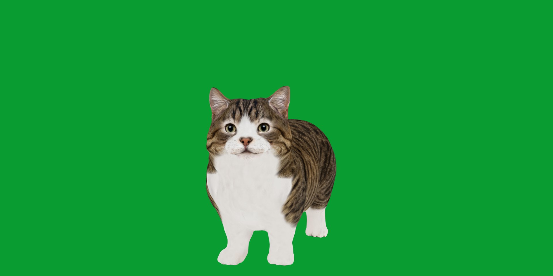Munchkin Cat 3D model https://p.turbosquid.com/ts-thumb/CE/uUlFLJ/vm/munchkin5/png/1791007817/1920x1080/fit_q87/cfd6eaaf702f9a7c59f6de9c3da83e10521c6518/munchkin5.jpg