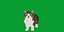 Munchkin Cat