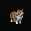 Munchkin Cat
