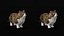 Munchkin Cat
