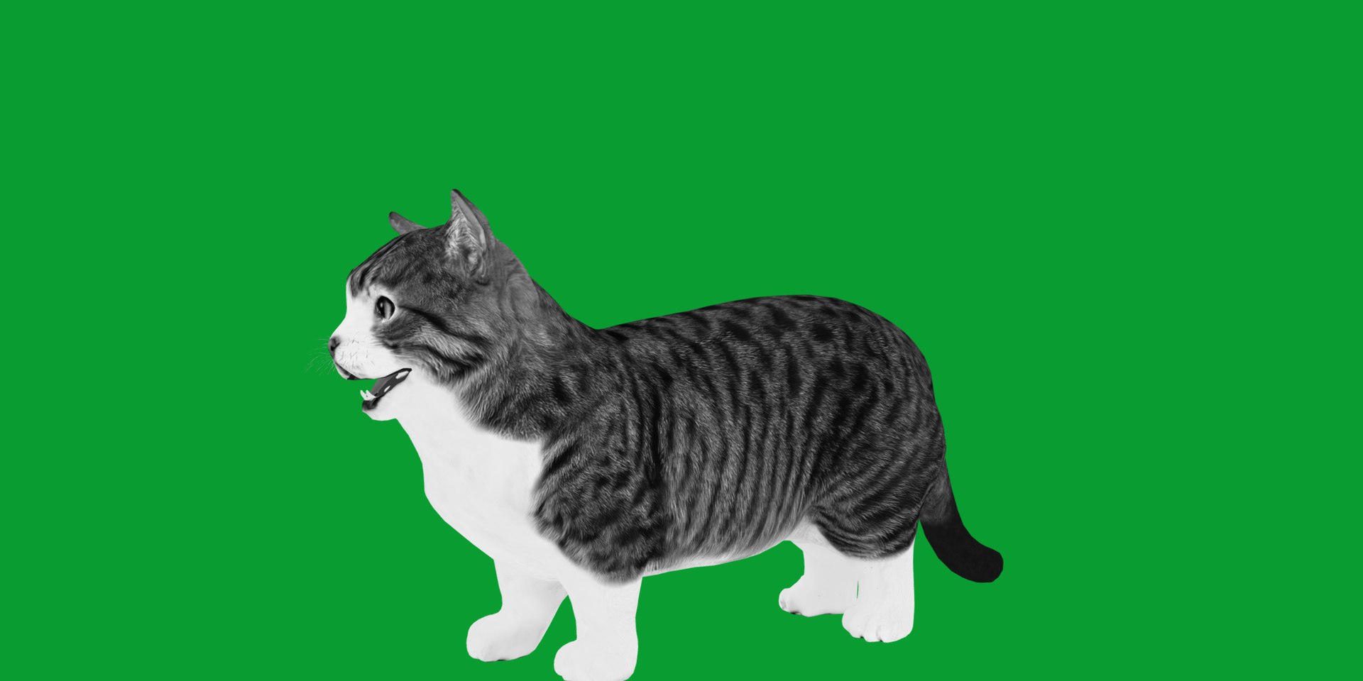 Munchkin Cat 3D model https://p.turbosquid.com/ts-thumb/CE/uUlFLJ/y5/munchkin20/png/1791007832/1920x1080/fit_q87/560f7282eeb9e29a8a0bfbb1f42f80d132d1c4d0/munchkin20.jpg