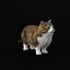 Munchkin Cat