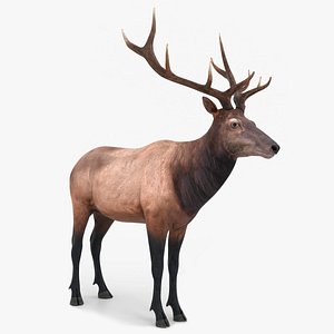 Realistic Wapiti Rigged For Blender
