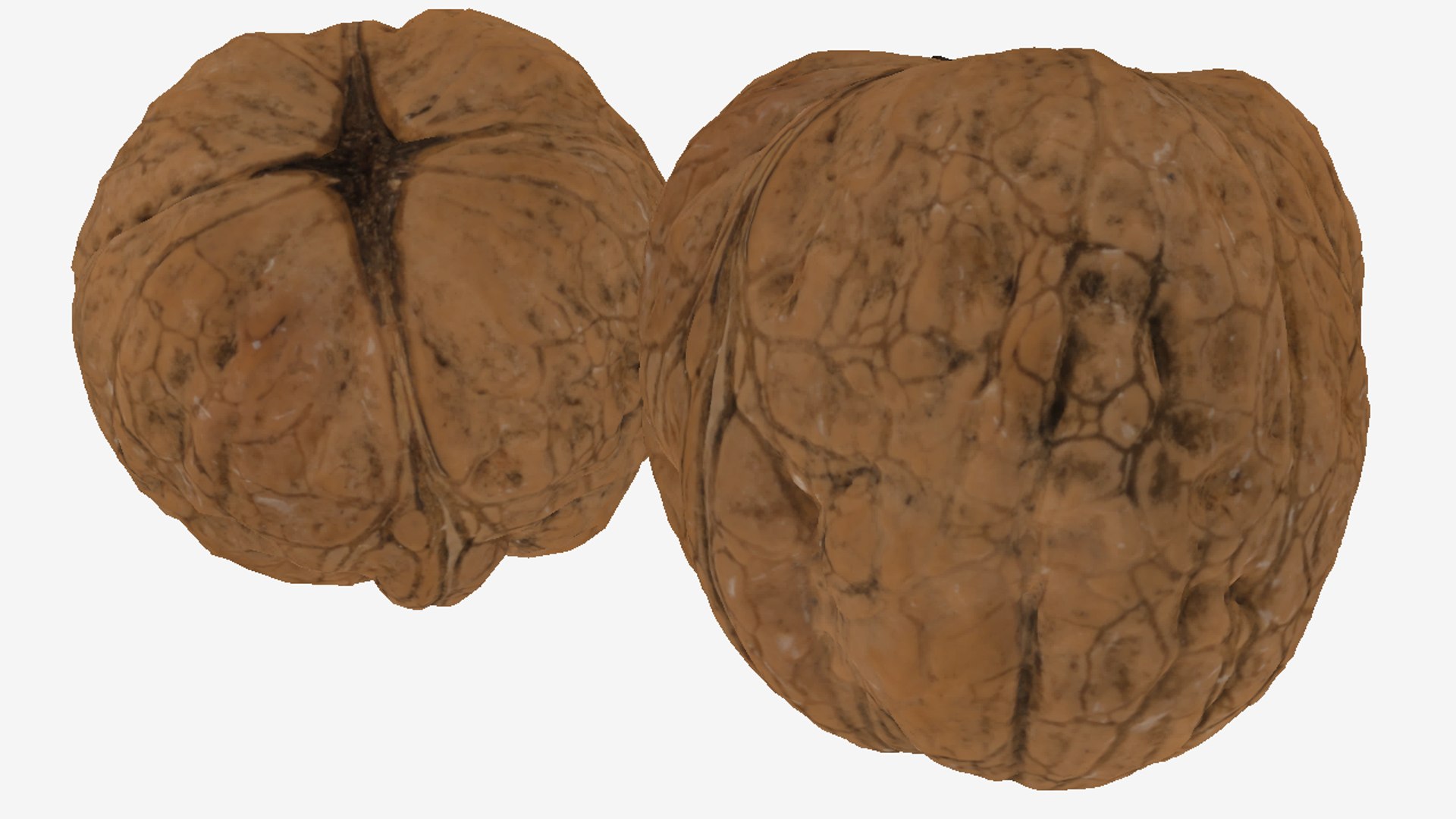 Realistic Walnut 3D model https://p.turbosquid.com/ts-thumb/CF/1awZpk/XR/unlit/png/1734356863/1920x1080/fit_q87/002935bc032c2f0472a3151e3fcdc79358b38f06/unlit.jpg