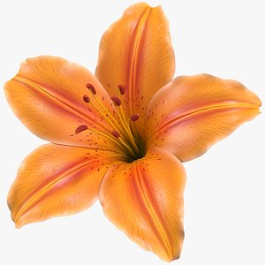 Realistic Orange Lily 3D Model - High-Quality 4K PBR Asset