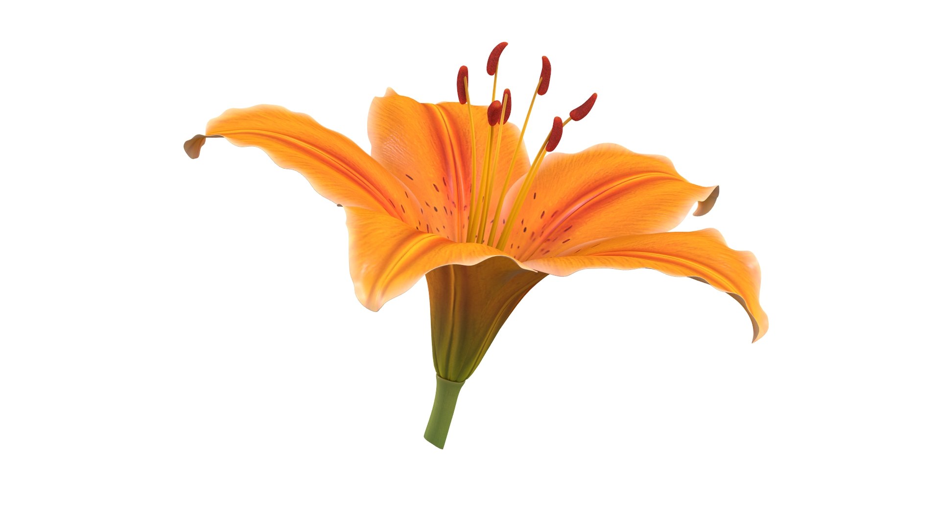 Realistic Orange Lily 3D Model - High-Quality 4K PBR Asset 3D model https://p.turbosquid.com/ts-thumb/CF/3gSx4M/8M/3/jpg/1741943074/1920x1080/fit_q87/643a0600a57ed23536b9909edce5a676d05c15f0/3.jpg