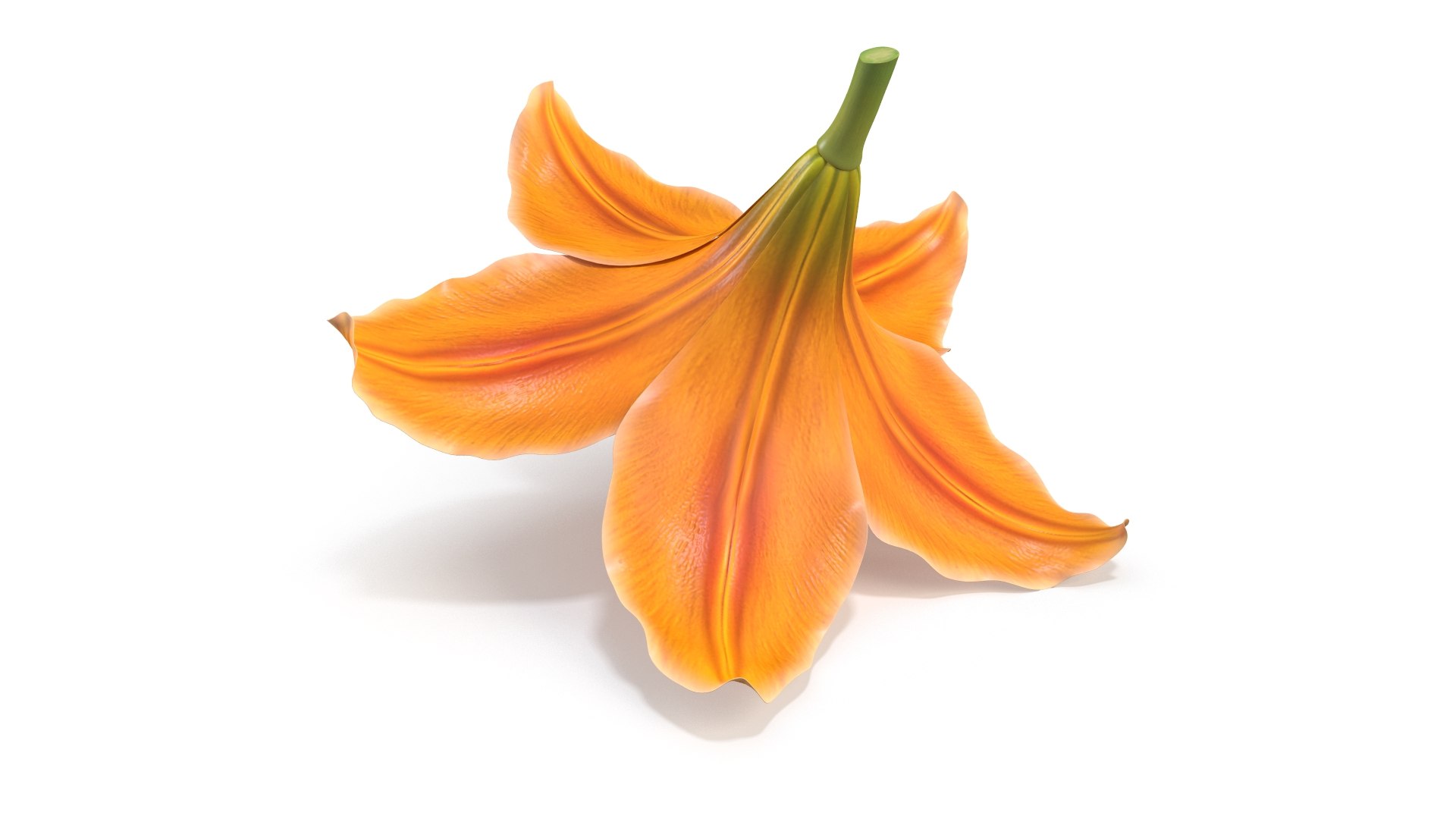 Realistic Orange Lily 3D Model - High-Quality 4K PBR Asset 3D model https://p.turbosquid.com/ts-thumb/CF/3gSx4M/JQ/6/jpg/1741943076/1920x1080/fit_q87/17f0a627bb979e251f4bdd73c8eee6328eaf7b8e/6.jpg