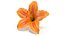 Realistic Orange Lily 3D Model - High-Quality 4K PBR Asset 3D model