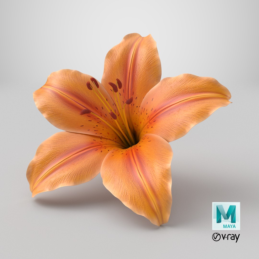 Realistic Orange Lily 3D Model - High-Quality 4K PBR Asset 3D model https://p.turbosquid.com/ts-thumb/CF/3gSx4M/zK/stemcell_maya_vray_render/png/1741953772/1920x1080/fit_q87/85713dbd48408f2b4130ea080bcd7ee5ed5cc5d7/stemcell_maya_vray_render.jpg