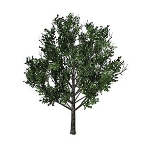 Bradford pear Lowpoly Game Ready