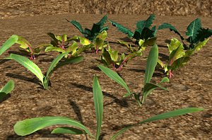3D pack crops plant model