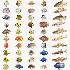 50 Fish Sea Creatures Collection v6 3D model