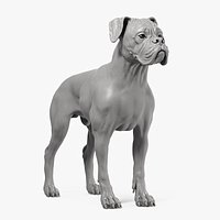 Boxer Dog