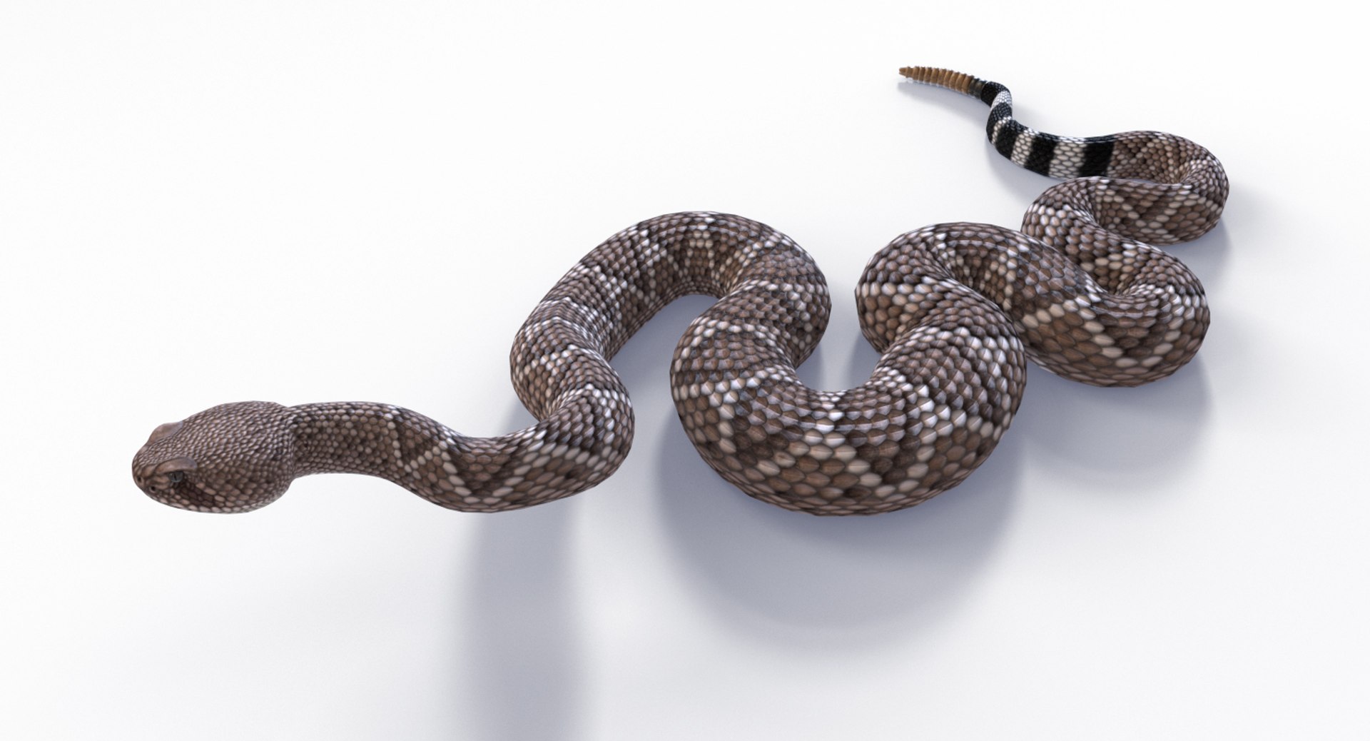3D Western Diamondback Ratllesnake Mesh https://p.turbosquid.com/ts-thumb/CF/pzGSia/5s/westerndbposes_0007/jpg/1629383783/1920x1080/fit_q87/b5d969e9a7b2f1a0552d95f14b40944288a98bdf/westerndbposes_0007.jpg