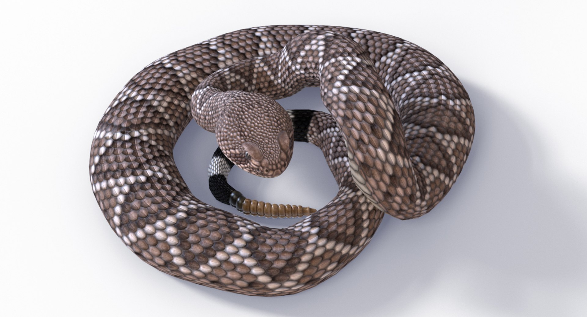 3D Western Diamondback Ratllesnake Mesh https://p.turbosquid.com/ts-thumb/CF/pzGSia/bd/westerndbposes_0006/jpg/1629383789/1920x1080/fit_q87/8d09d92386b8f840d768747dd48884230a93de86/westerndbposes_0006.jpg