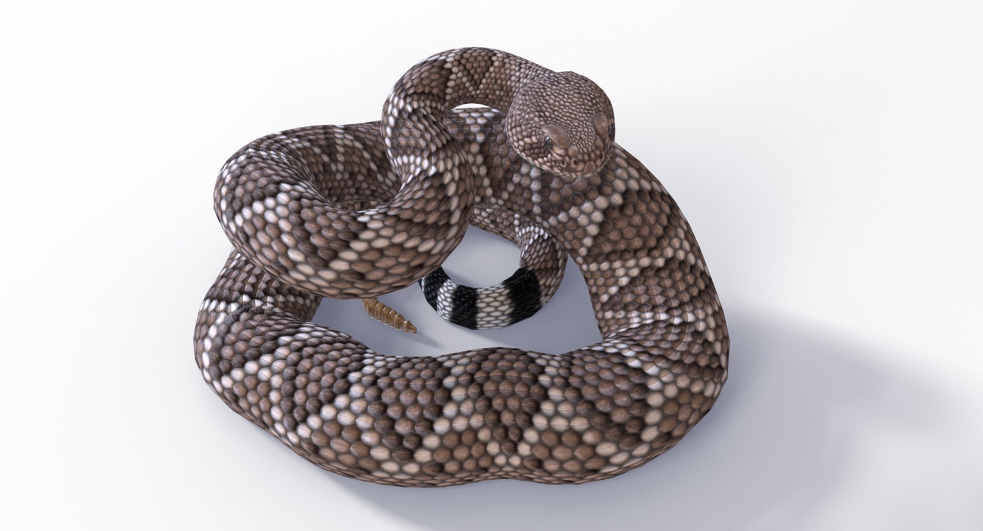 3D Western Diamondback Ratllesnake Mesh https://p.turbosquid.com/ts-thumb/CF/pzGSia/mZ/westerndbposes_0004/jpg/1629383797/1920x1080/fit_q87/f7f6e44ec904811571ee61004865c4208c5b9340/westerndbposes_0004.jpg