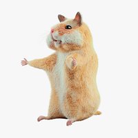 Cute hamster
