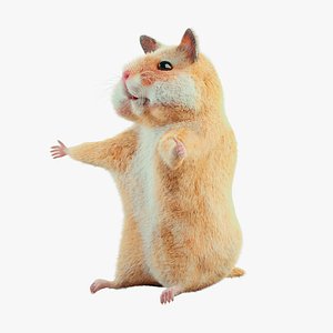 Cute hamster