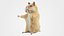 Cute hamster