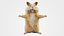 Cute hamster