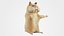 Cute hamster