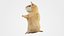 Cute hamster