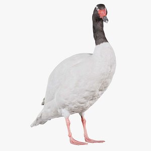 Black Necked Swan Cygnus Melancoryphus Remastered