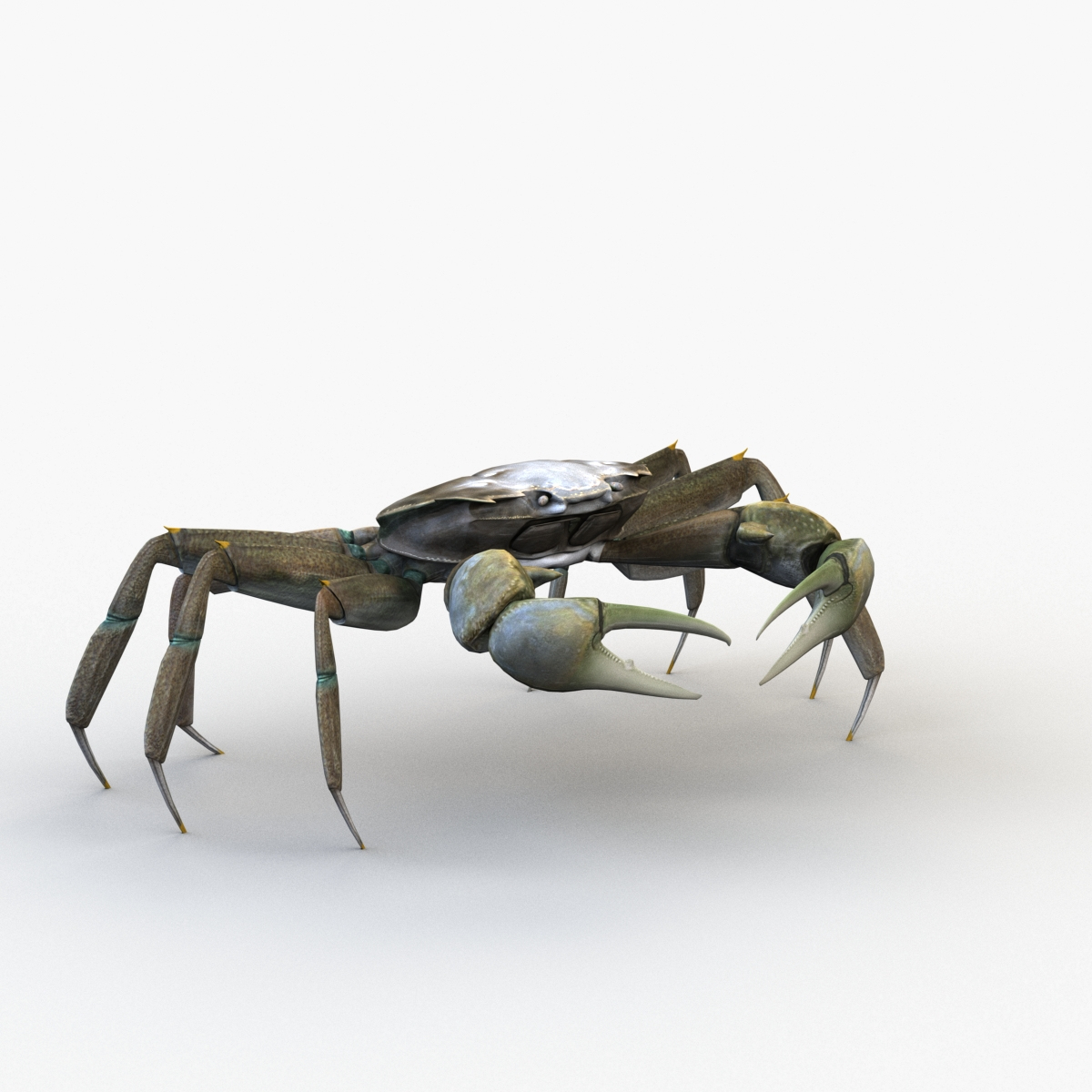 Crab male rigged model - TurboSquid 1485070