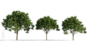 3D Osmanthus fragrans b