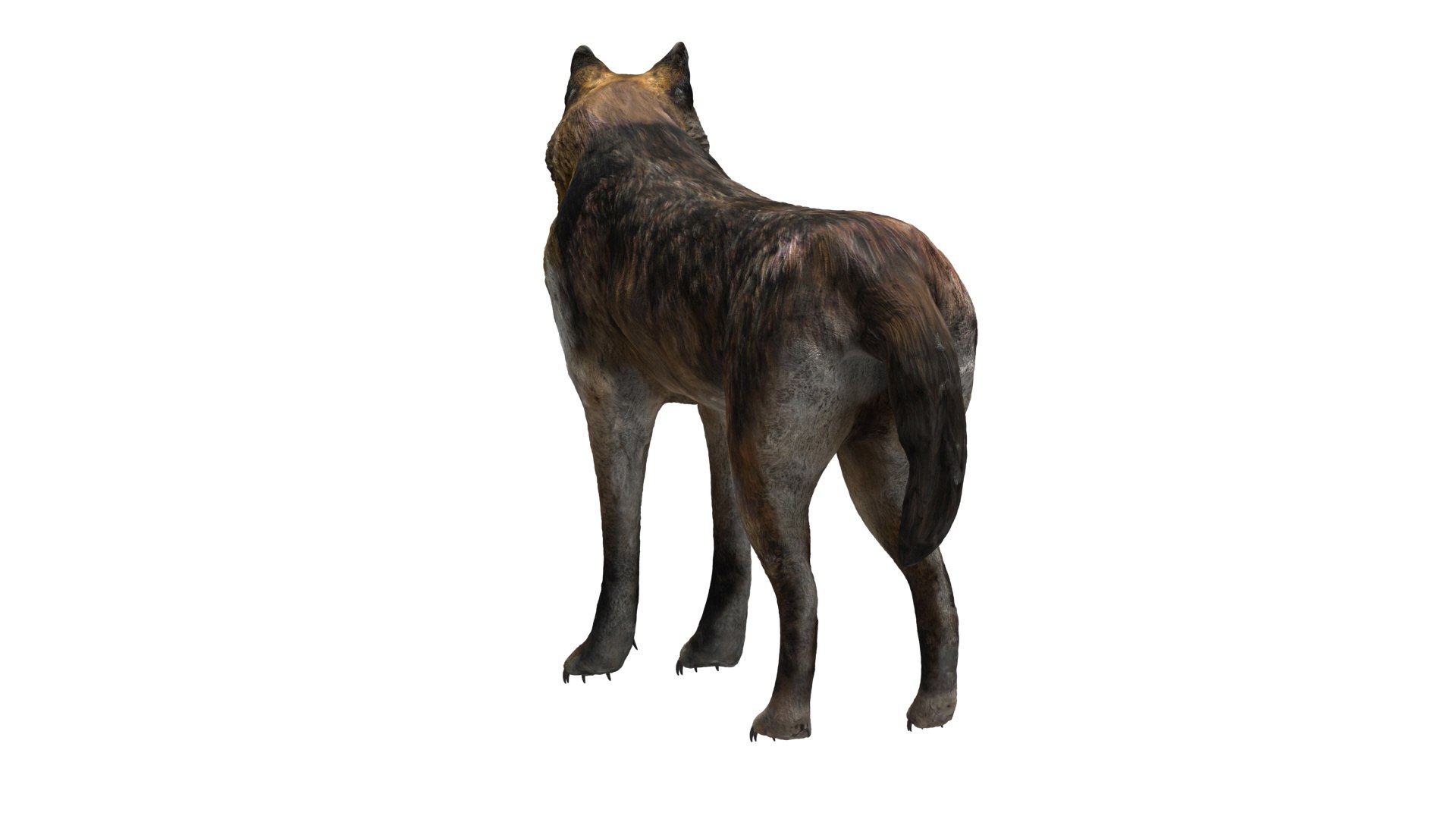 wolf beast 3D https://p.turbosquid.com/ts-thumb/CG/dd998h/691zGmVr/12/jpg/1572242988/1920x1080/fit_q87/4b74a1e3f829e6a856e98885df5698ed0038c0e4/12.jpg