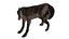 Wolf NoFur