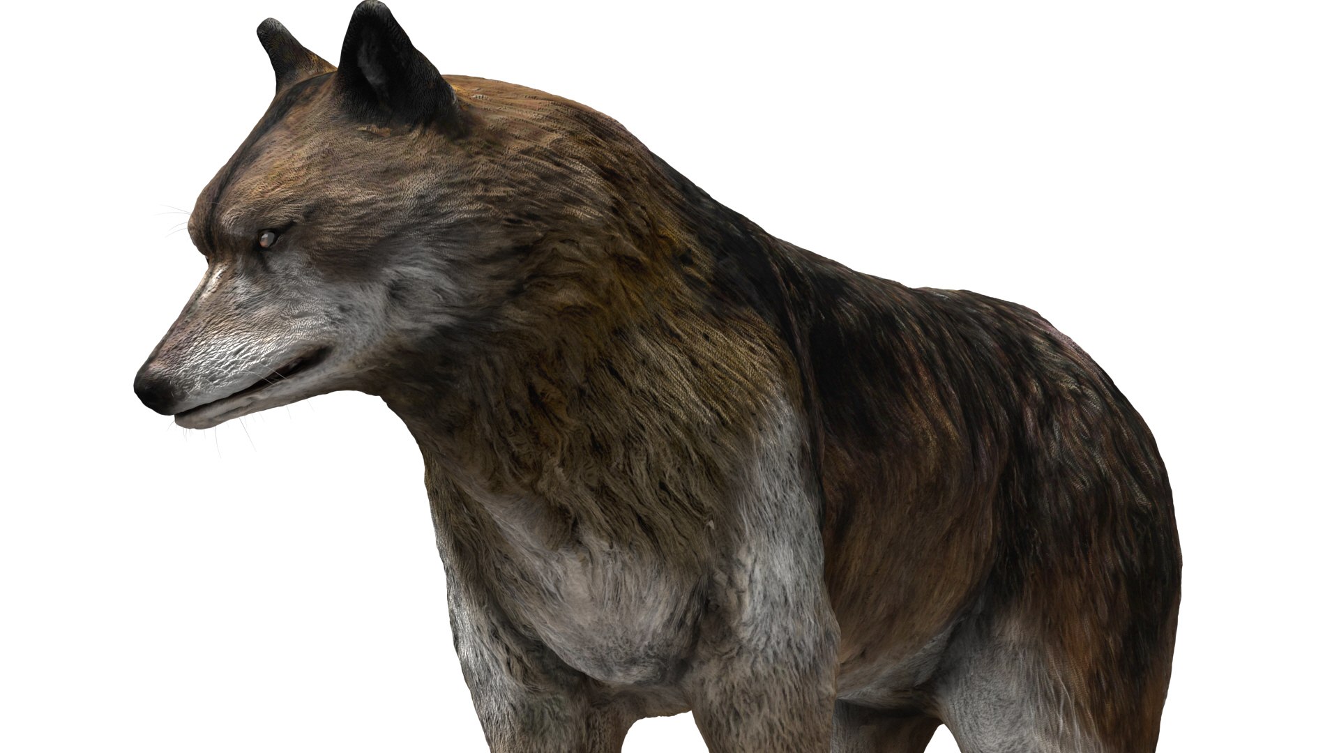 wolf beast 3D https://p.turbosquid.com/ts-thumb/CG/dd998h/O3LCpIiv/07/jpg/1572242987/1920x1080/fit_q87/d9ad9013f1698443392190054040634f7da7f38b/07.jpg