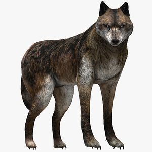 wolf beast 3D
