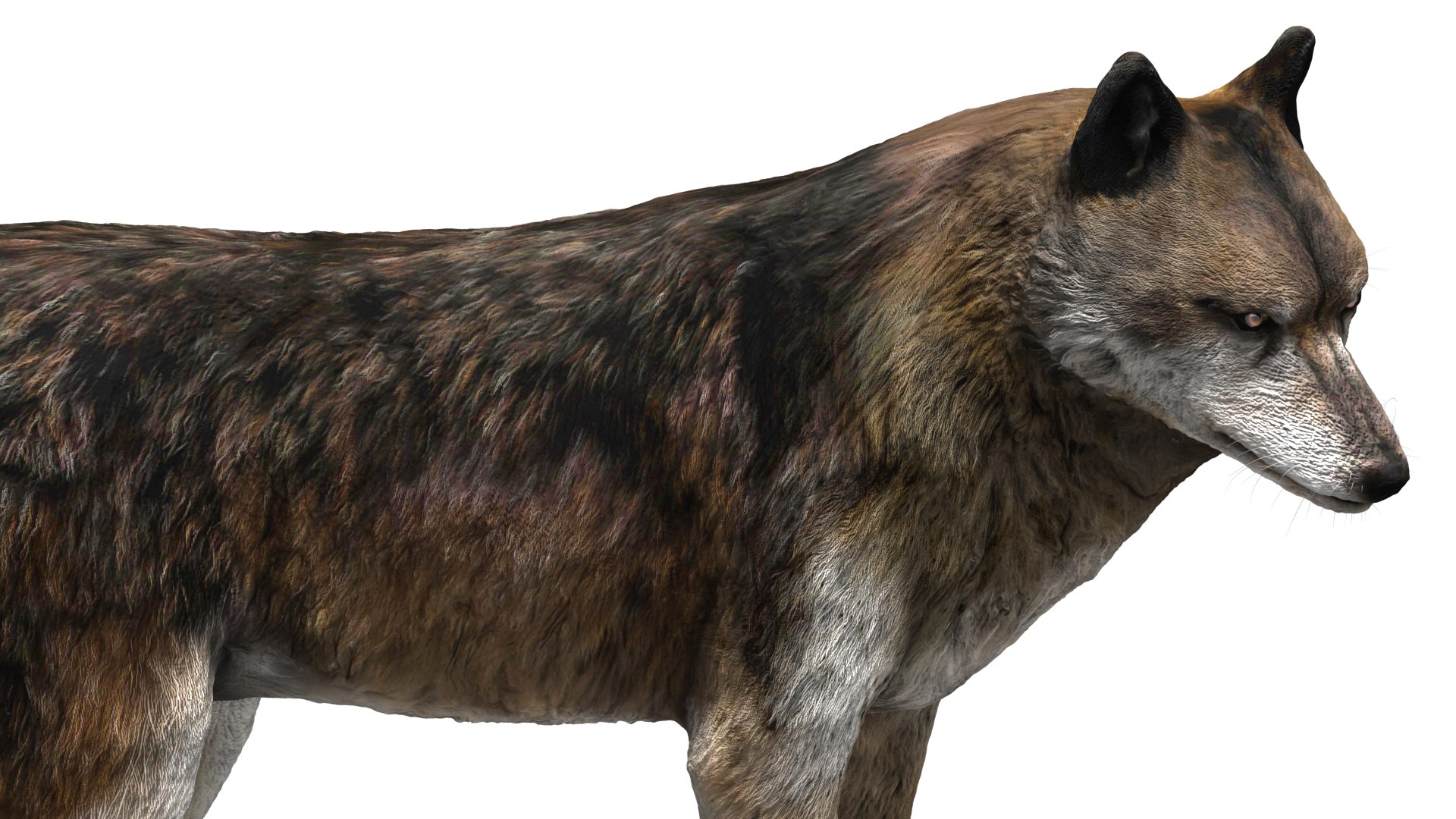 wolf beast 3D https://p.turbosquid.com/ts-thumb/CG/dd998h/T0Pd5BLV/15/jpg/1572242988/1920x1080/fit_q87/288c692484e8955c2a699a9aeb42d07ba92dfa06/15.jpg
