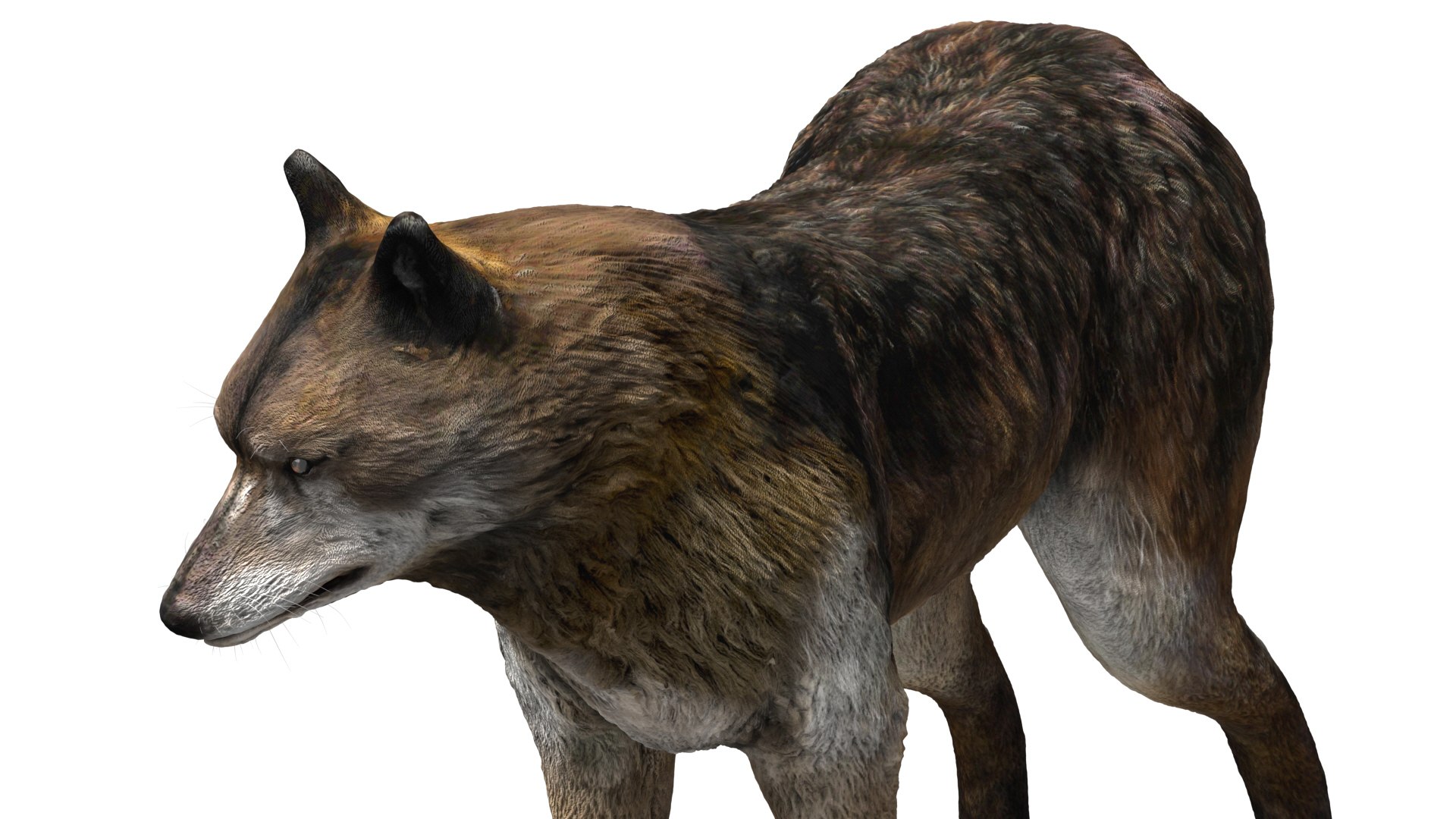 wolf beast 3D https://p.turbosquid.com/ts-thumb/CG/dd998h/gXNRgsKQ/06/jpg/1572242987/1920x1080/fit_q87/715226934e7f8b50c10ce5ea1a8f25a7d937336a/06.jpg